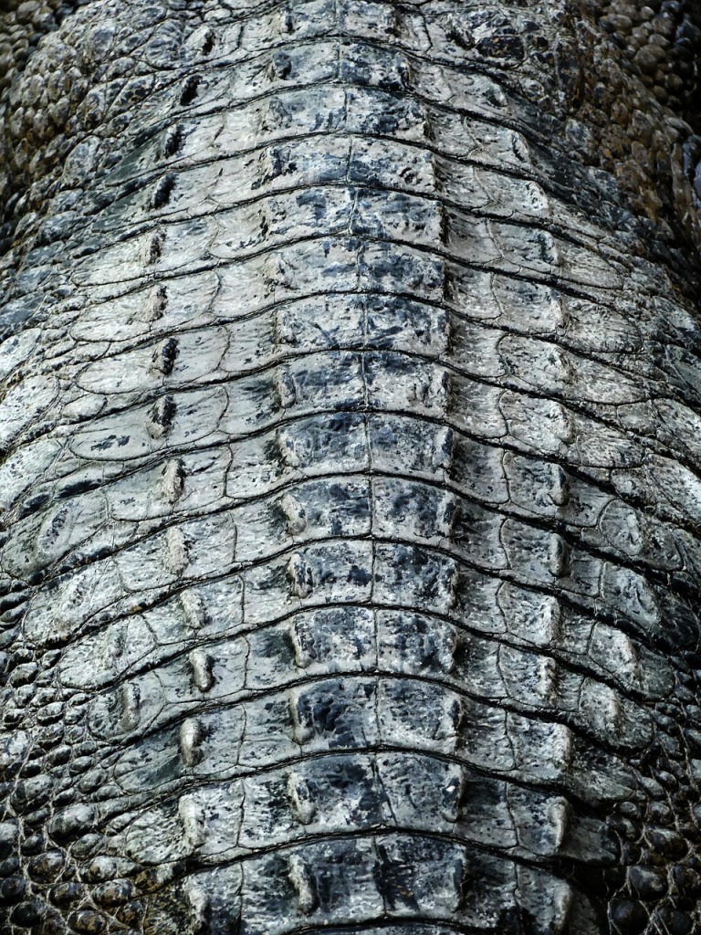 alligator skin