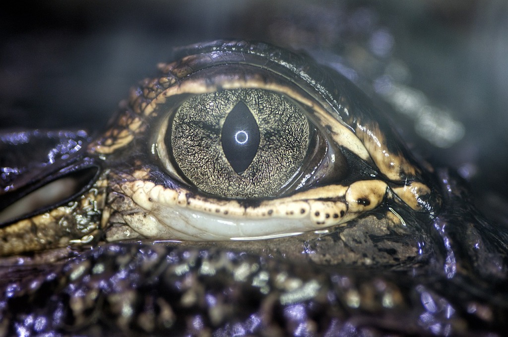 alligatore eye